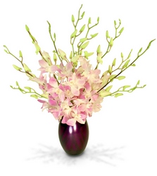 Purple Orchid Majesty from Clifford's where roses are our specialty